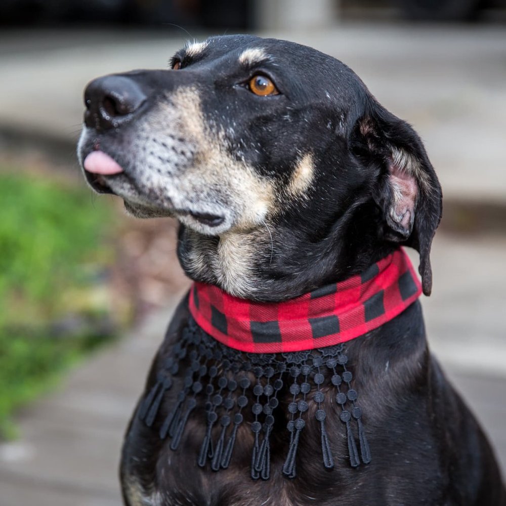 Fancy Pet Scarf Dog Bandana Red Plaid Neck Black Tassel